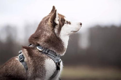 Adjustable No-Pull Reflective Dog Harness - Comfortable Control in Vibrant Colors (Truelove TLH5651, Gray, Large)